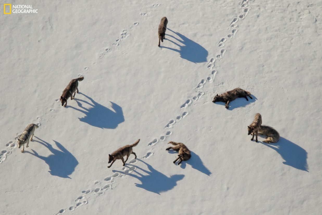 Aerial photo of a pack of wolves in the snow
