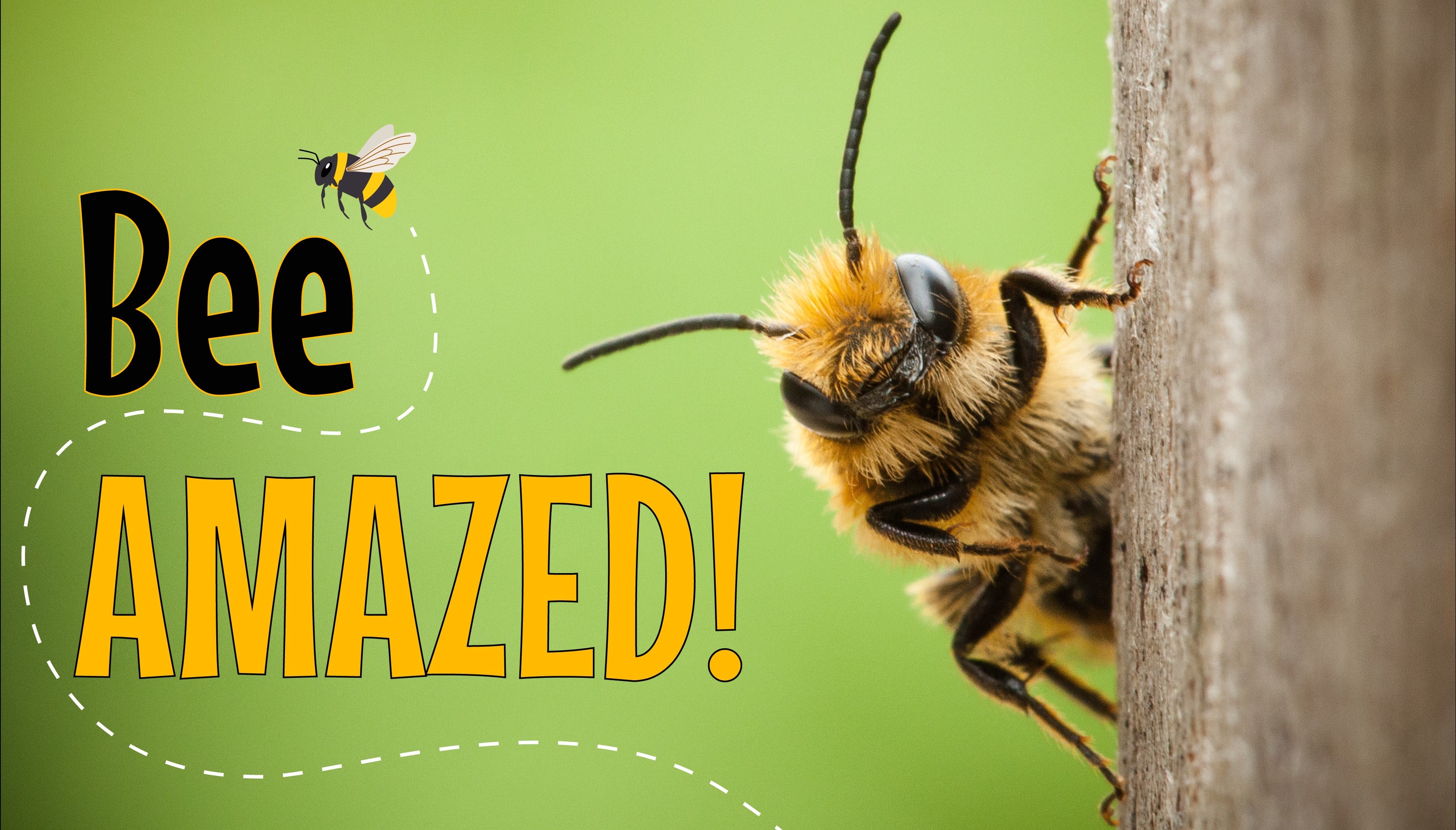 Bee Amazed with an image of a bee