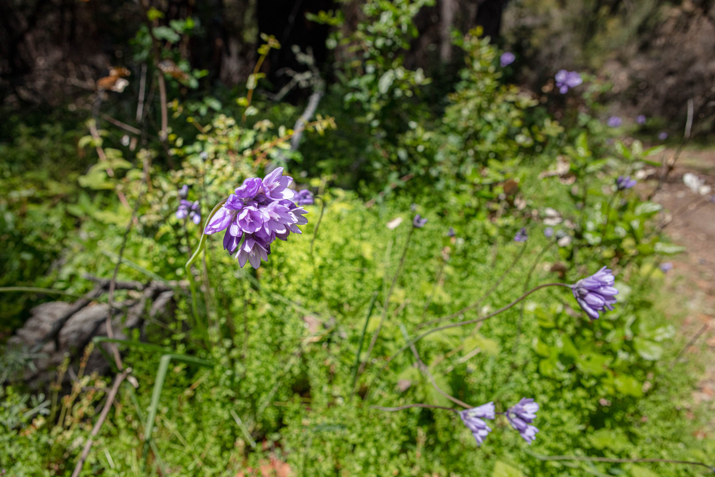 Purple flowers in green shrubbery