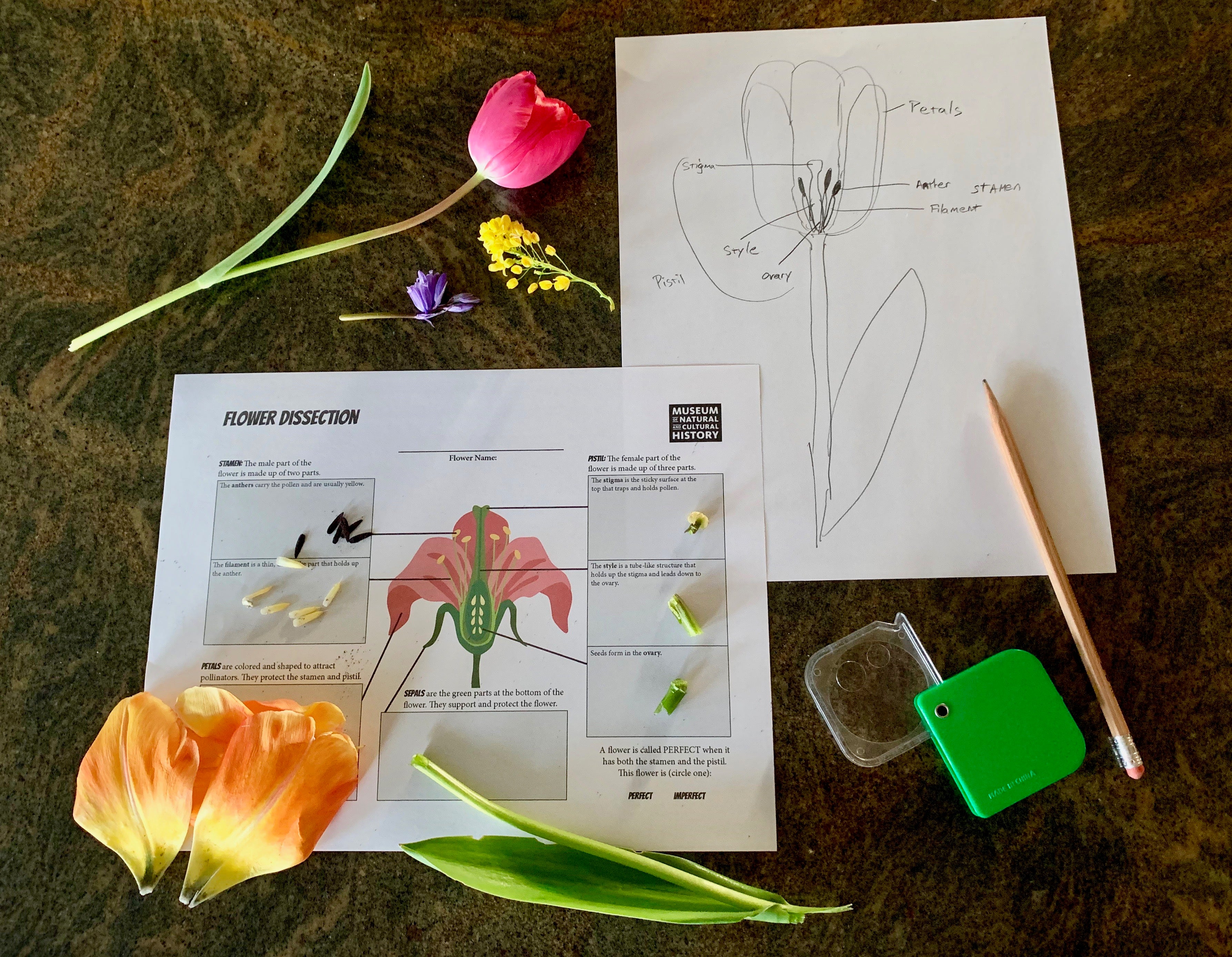 Flower Dissection.jpg