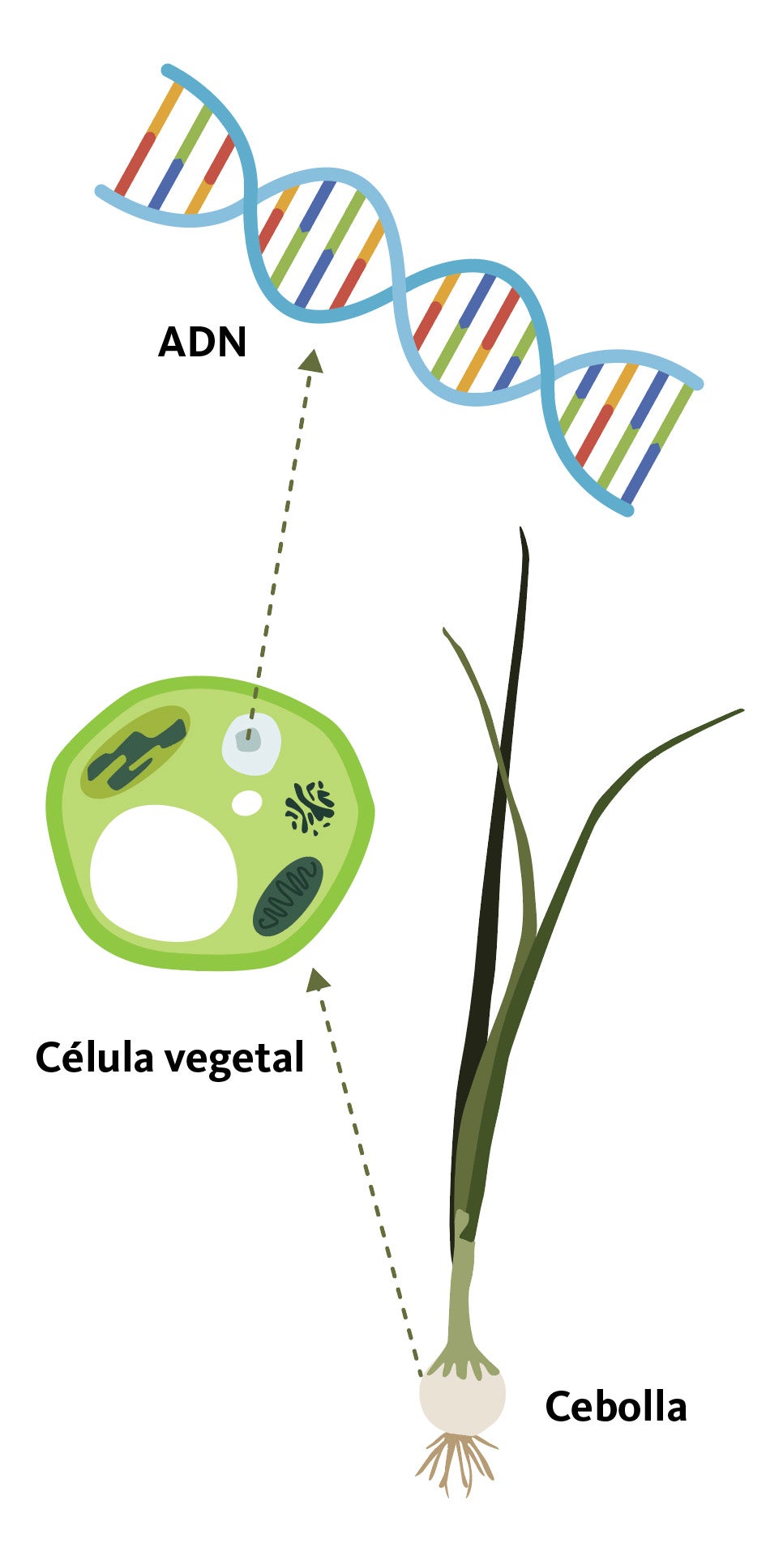 Onion DNA SPANISH copy.jpg