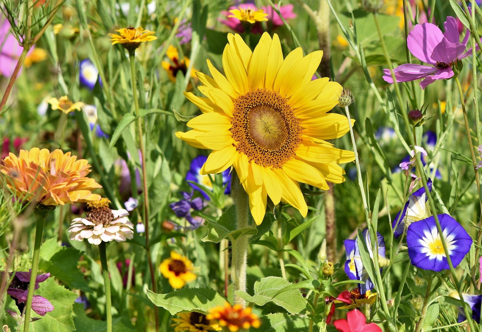 Prolific Flowers.jpg