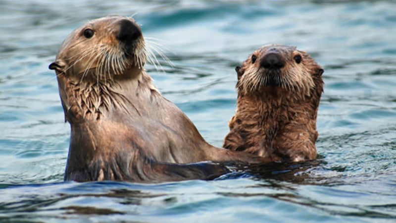 Sea otters in Alaska