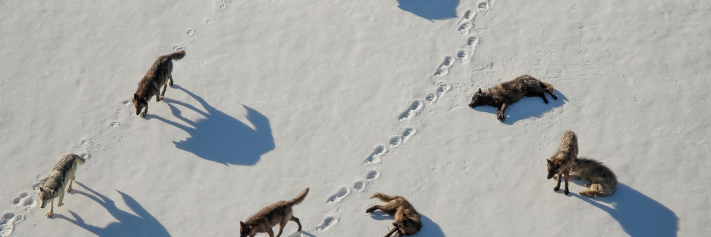 A pack of wolves walking in the snow.