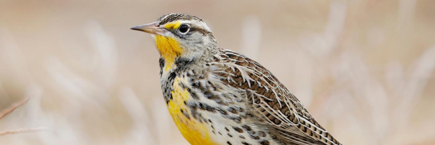 Western meadowlark sitting on a branch.