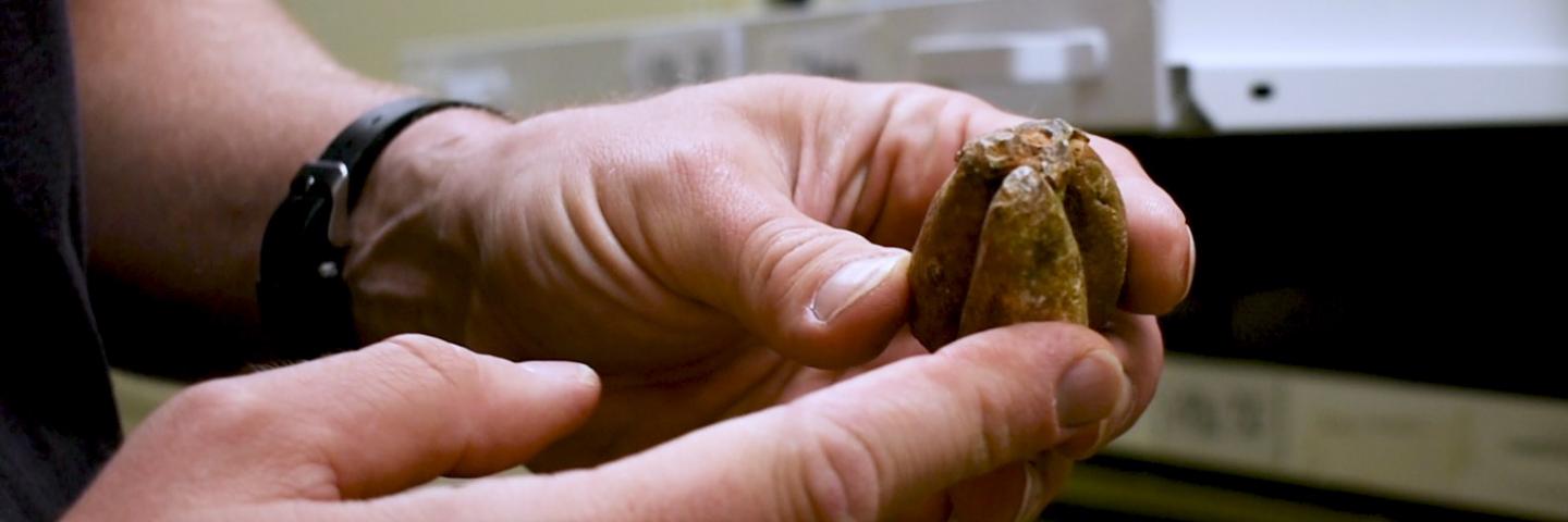 Two hands holding a fossil in the collections vault.