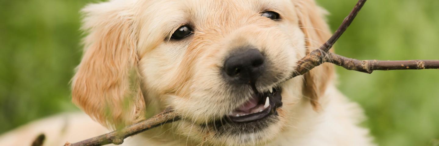 Puppy biting a branch