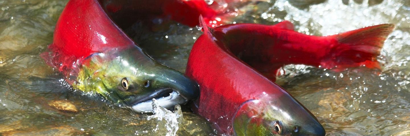 Two salmon with red tails half exposed from the water, swimming in a shallow river