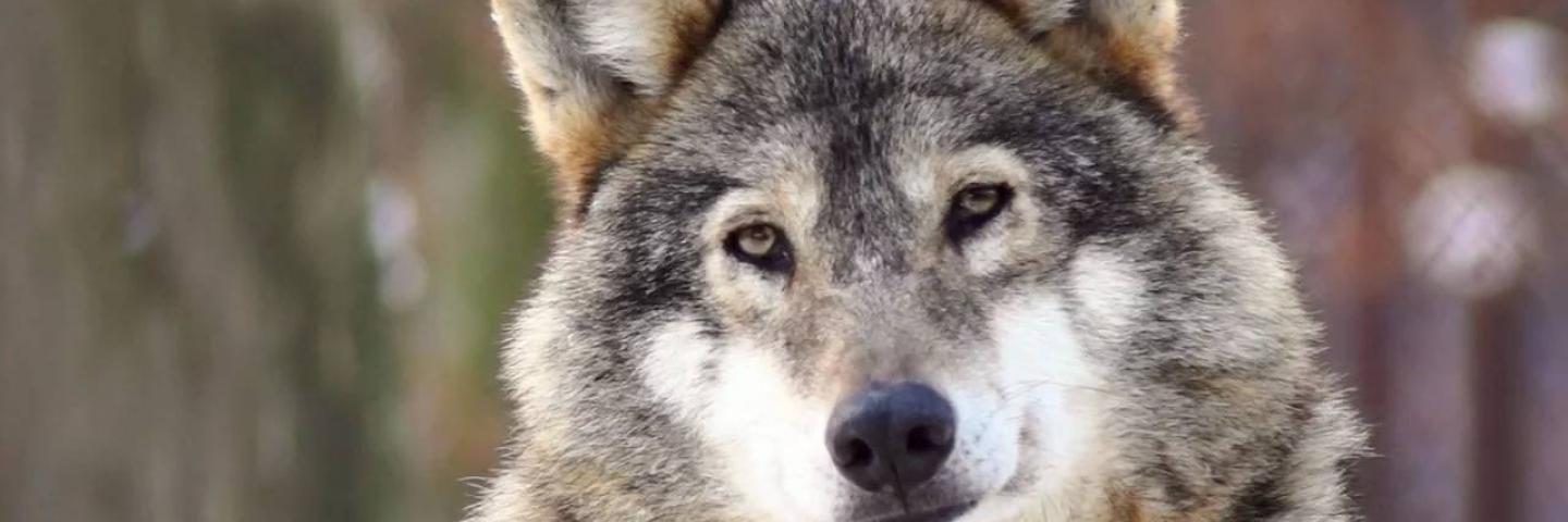 Headshot of wolf looking at camera