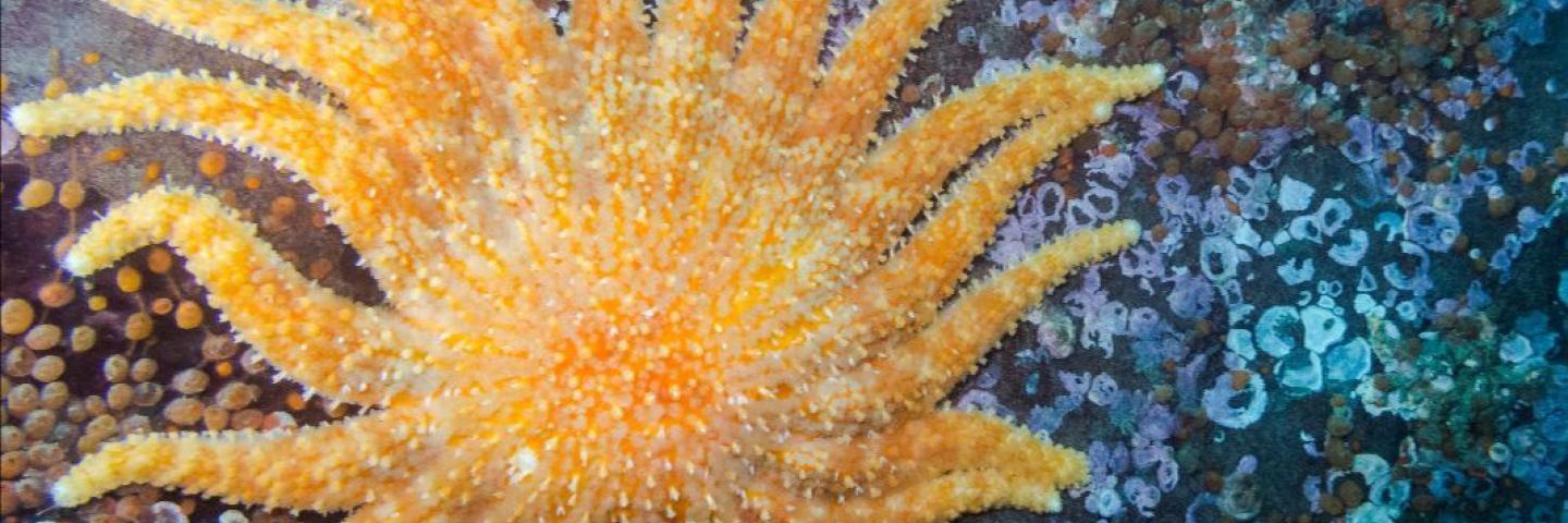 Bright yellow sunflower Sea Star with twenty arms attached to a lichen-covered rock