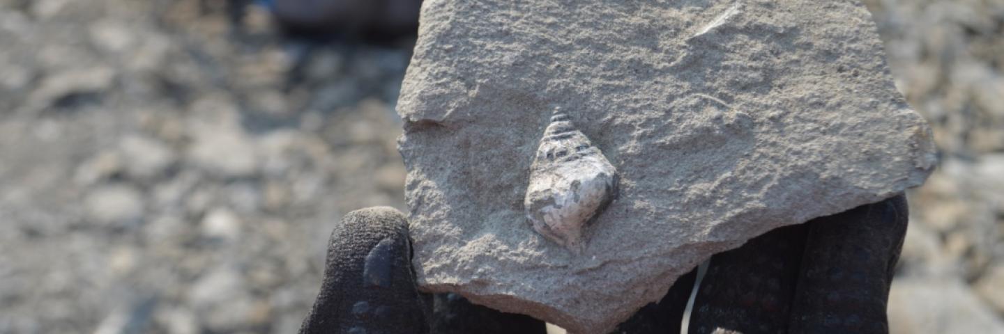 Gastropod fossil in rock