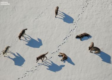A pack of wolves walking in the snow.