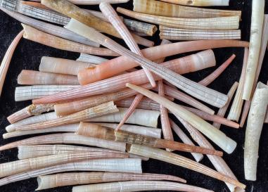 About 25 dentalium shells