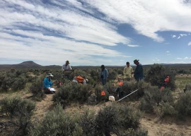 A group of people work in the sagebrush and desert scrub of the Northern Great Basin. 