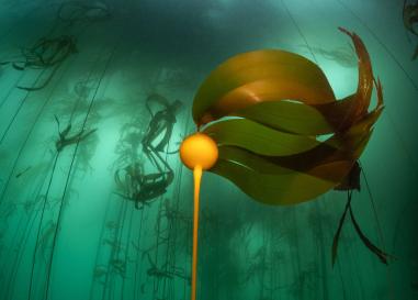 Photo of a kelp forest taken underwater. Photo by Marco Mazza