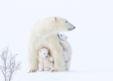 An adult polar bear with two polar bear cubs climbing all over them