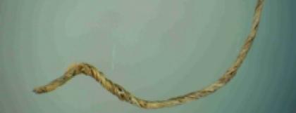 A 12,700 Year Old Thread - 0.04mm thick