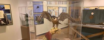 Peregrine falcon exhibit