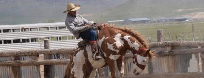 Man riding a bucking horse