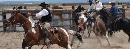 Buckaroos breaking an untrained horse