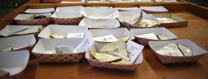 Archaeology lab table covered with artifacts