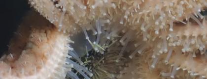 A sea star eats an urchin