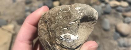 Fossil shells upclose