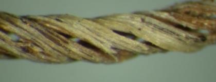 Grass Thread Closeup