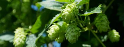 Hops on a vine