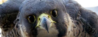 Peregrine falcon hull