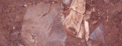 Unit 5-6 vertebrae in situ