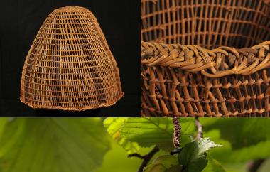 Open twine basket and hazel plant