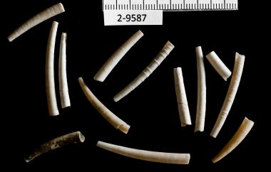 Dentalium Shell Beads