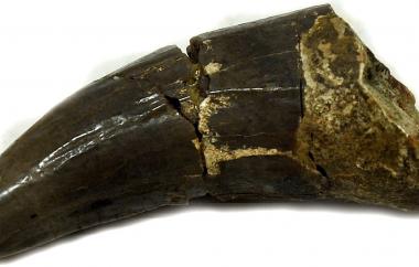 Entelodont canine tooth (view two)