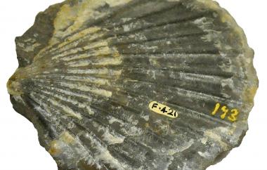 Patinopecten propatulus shell (view one)