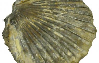 Patinopecten propatulus shell (view two)