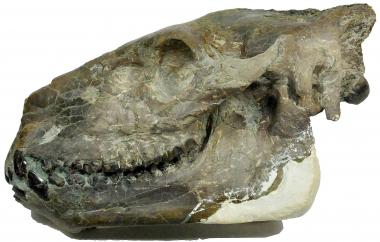 Eporeodon occidentalis skull and jaw (view two)