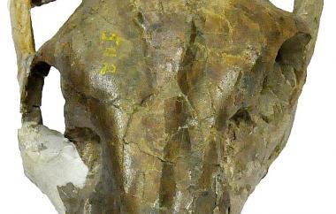 Eporeodon occidentalis skull and jaw (view three)