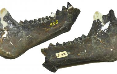 Oreodon jaw (view one)