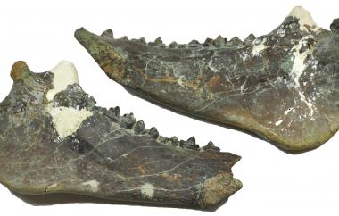 Oreodon jaw (view two)