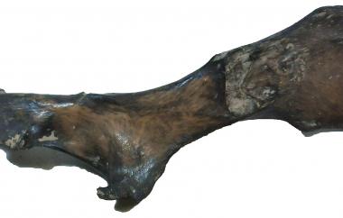 Canid (dog) pelvis (view two)