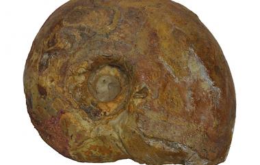 Goniatite, Schistoceras missouriensis, Bridgeport, Texas, Wolf Mountain Shale, Pennsylvanian (Missourian) - Specimen #P10864