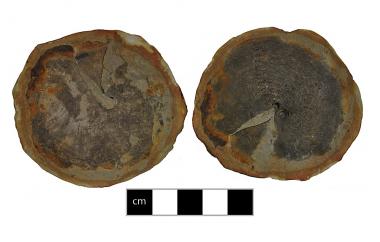 Goniatite, Cyclolobus oldhami, Ambilobe, Madagascar, Sakamena Group, Late Permian (Changsingian) - Specimen #P12977B