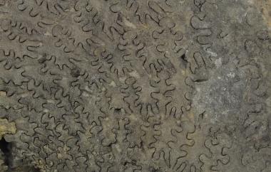 Goniatite detail, Cyclolobus oldhami, Ambilobe, Madagascar, Sakamena Group, Late Permian (Changsingian) - Specimen #P12977B