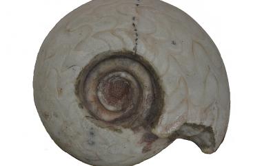 Goniatite, Metalegoceras sundiacum, Basleo, Timor, Maubisse Formation, Early Permian (Artinskian) - Specimen #P14320