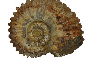 Ammonite, Douvilliceras mammillare, Majunga, Madagascar, Ambarimaniya Formation, Early Cretaceous (Albian) - Specimen #P15359