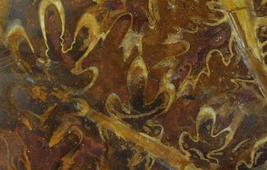 Ammonite detail, Phylloceras heterophyllum, Majunga, Madagascar, Beronono Formation, Early Jurassic (Toarcian) - Specimen #P15778