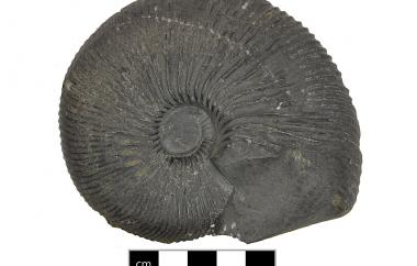Ammonite, Macrocephalites bifurcatus, Telfomin, Papua, Telefomine Beds, Middle Jurassic (Callovian) - Specimen #P3852