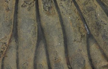 Ammonite and Hindu saligram detail, Blandfordiceras wallichi, Jomosom, Nepal, Saligram Formation, Late Jurassic (Tithonian) - Specimen #P6478