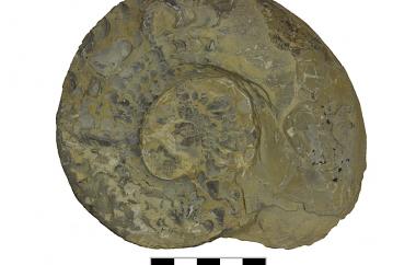 Ceratite, Acanthoceratites nodosus, Heimsheim, Germany, Muschelkalk, Middle Triassic (Ladinian) - Specimen #P8374